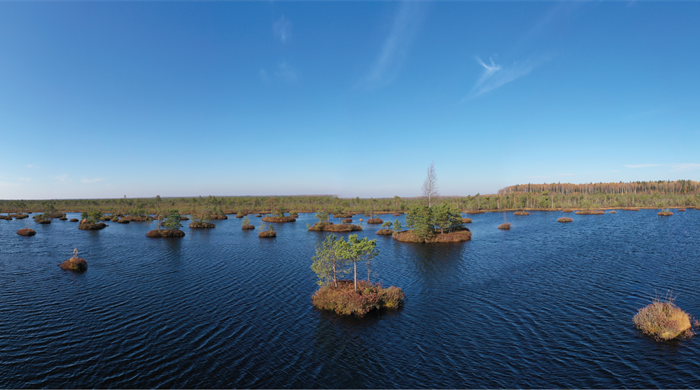 Yelnya bog